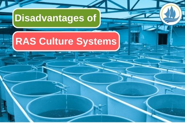 8 Reason to Reconsider Using RAS as Fish Farming